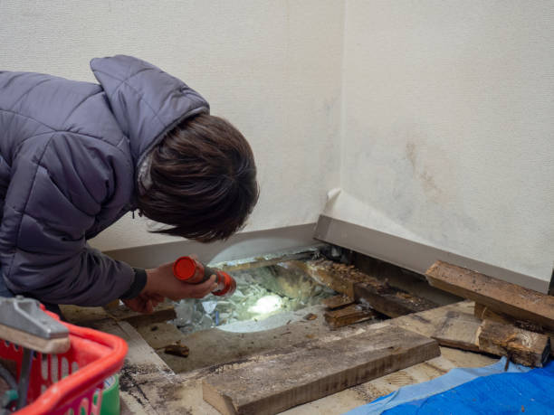 Trusted College Park, GA Mold Removal Experts