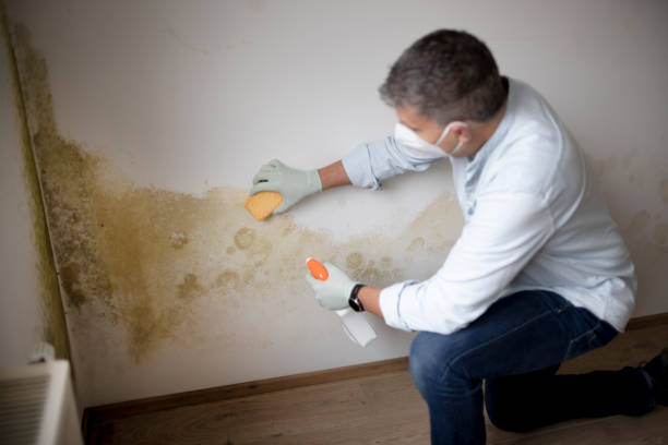 Best Attic Mold Removal  in College Park, GA