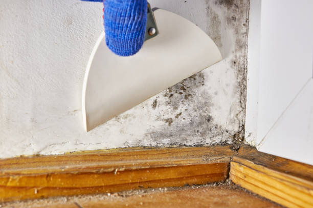 Best Air Quality Testing for Mold Spores  in College Park, GA